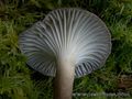 Hygrophorus camarophyllus